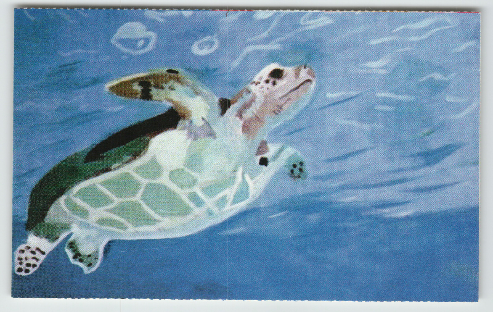 Postcard Sea Turtle in the Water