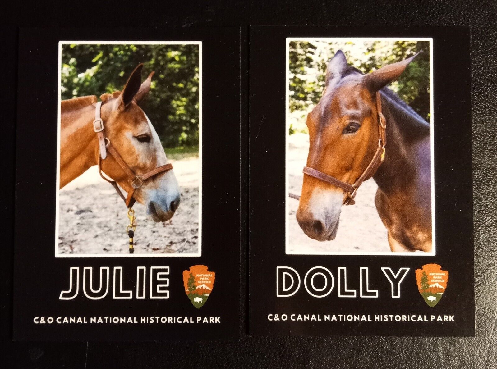 Two NPS Meet the Mules cards, Julie and Dolly, from C&O Canal NHP Park NM