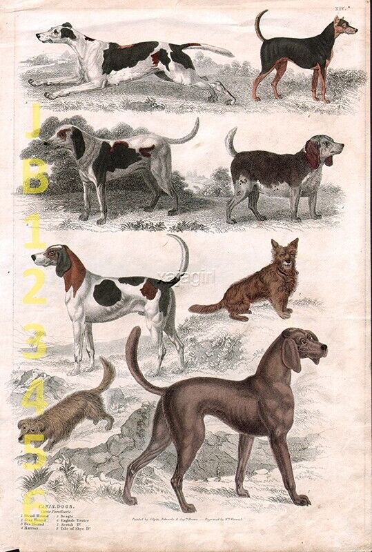 DOG Bloodhound, Skye Terrier, Manchester Terrier, Beagle 1820s Engraving Print