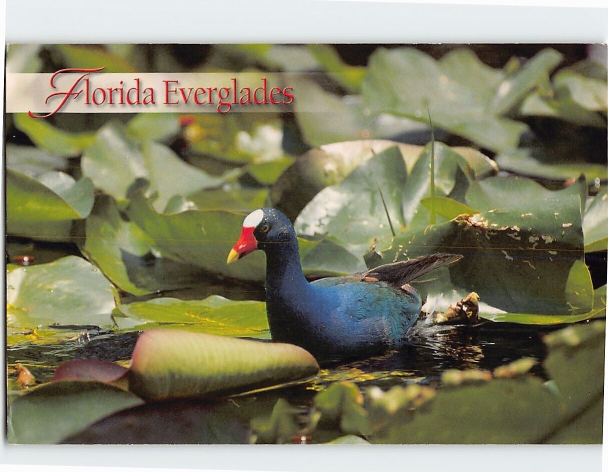 Postcard A Purple Gallinule Florida Everglades USA