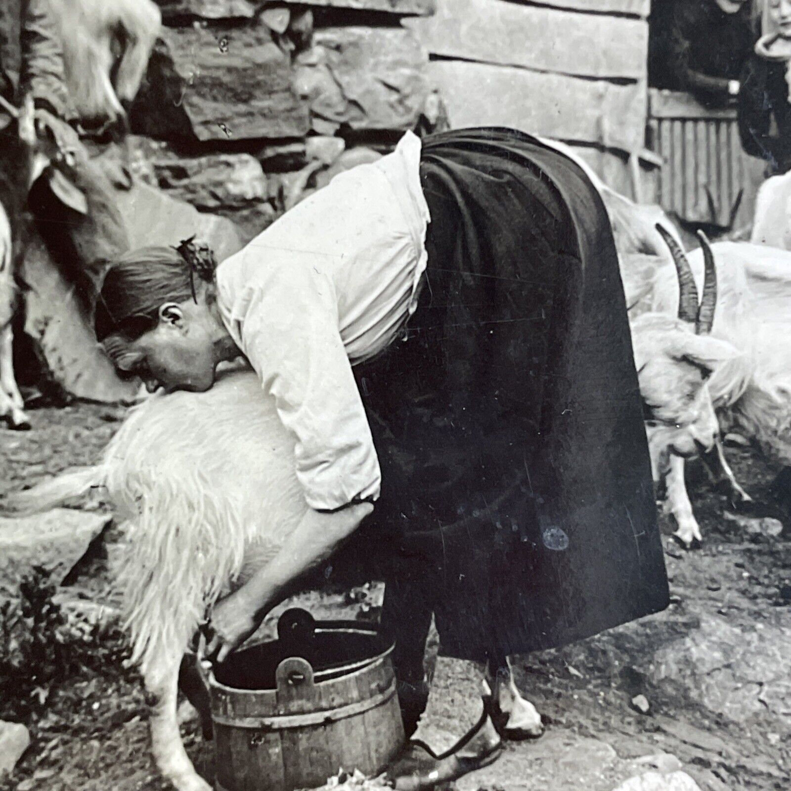 Antique 1909 Norwegian Woman Milking A Goat Norway Stereoview Photo Card P4256