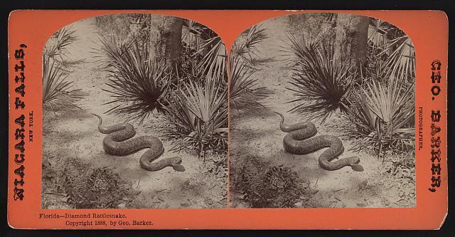 Florida - Diamond rattlesnake  Old Historic Photo