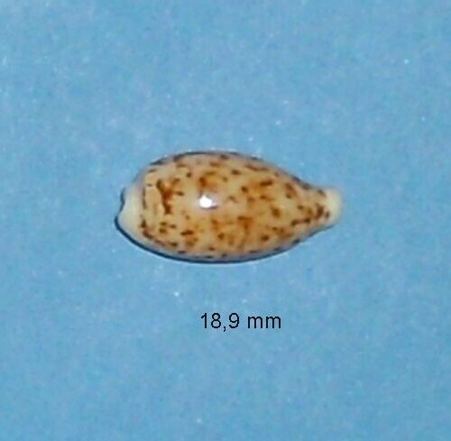 Cypraea Coxeni Hesperina Papua Nelle Guinea 18.9mm