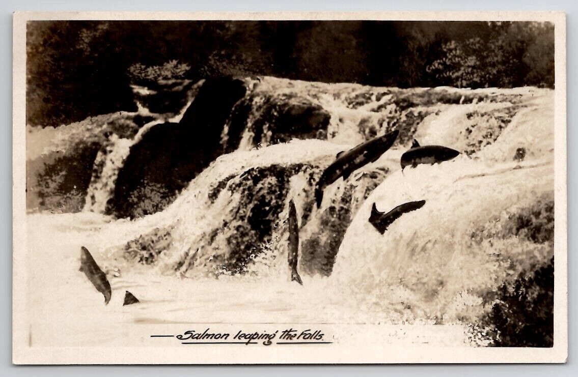 RPPC Salmon Leaping the Falls  Postcard C25