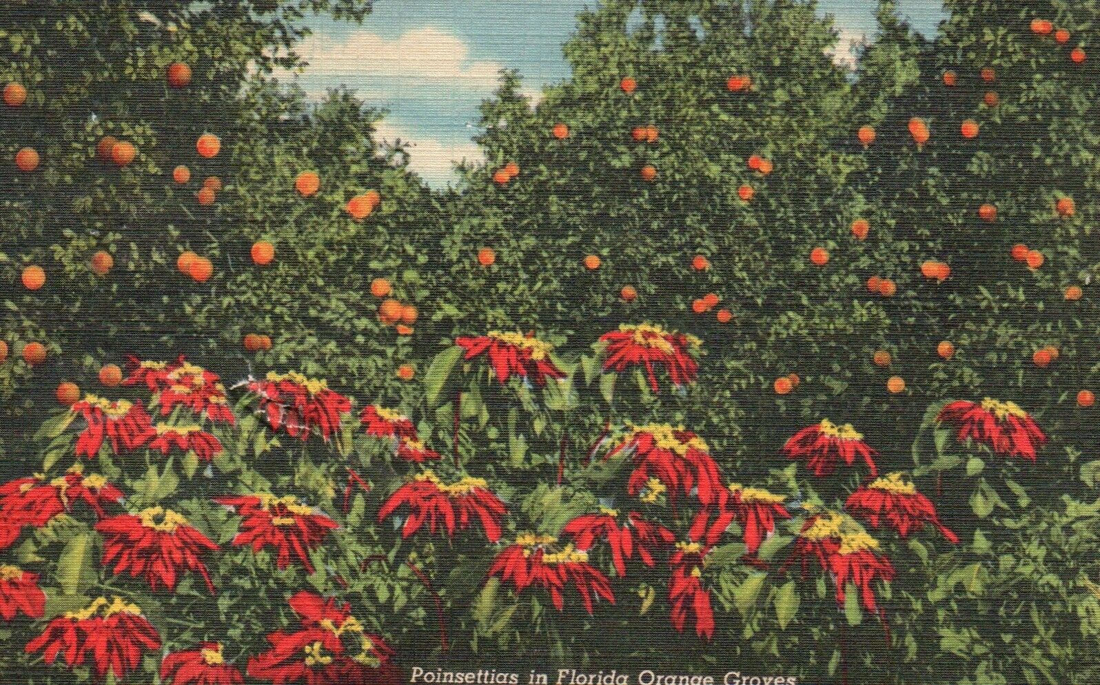 Postcard FL Poinsettias in Florida Orange Groves Posted 1948 Vintage PC H7371
