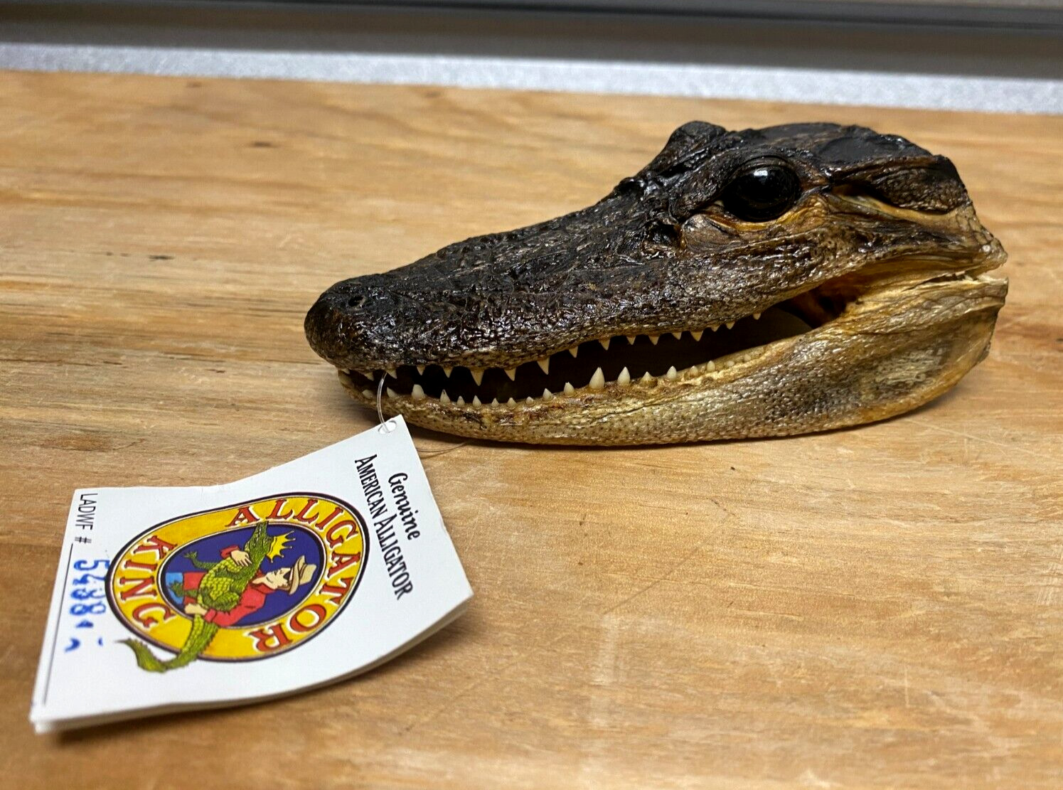 Alligator King Head w/ Rare Closed Mouth (5