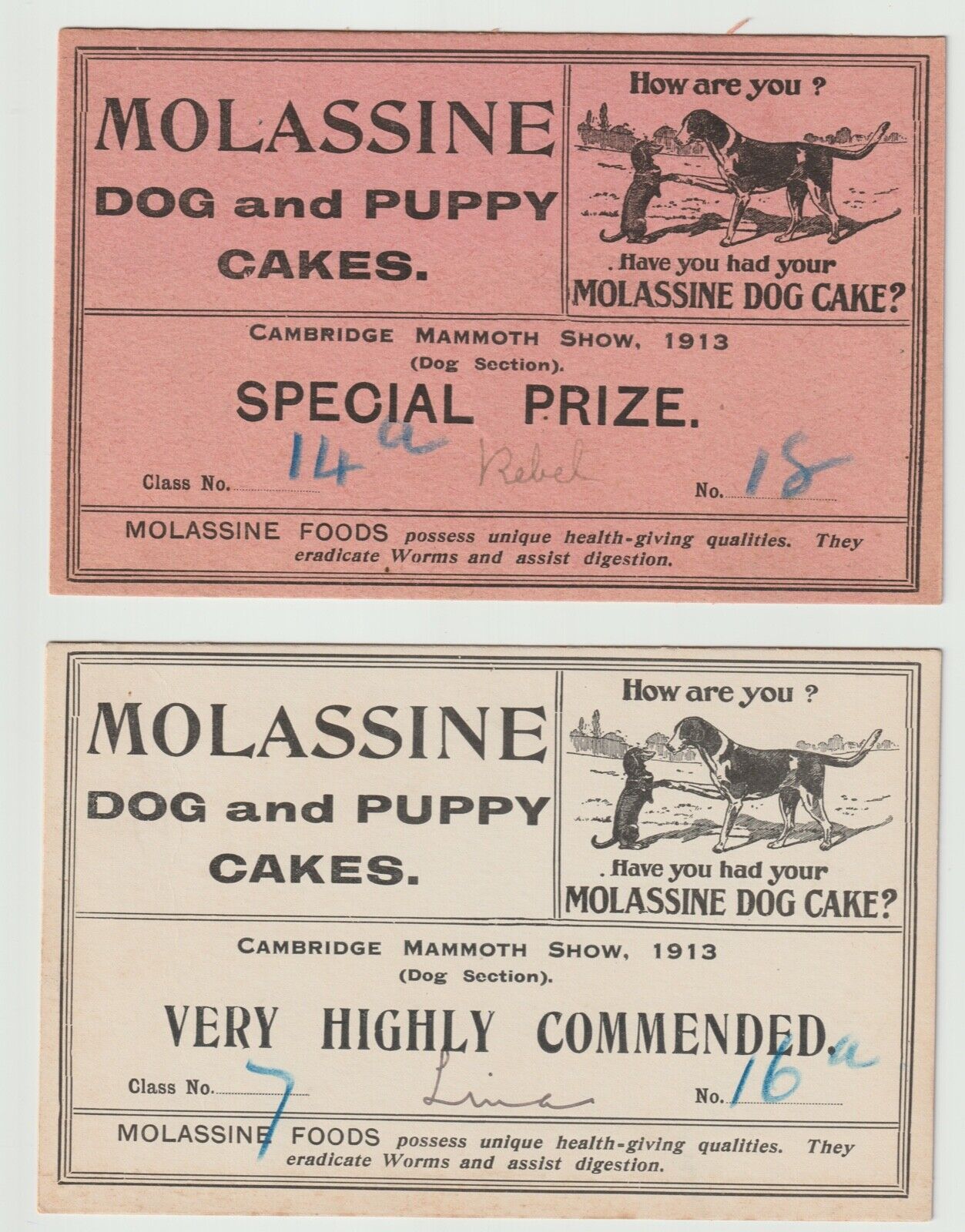 1913 Cambridge Mammoth Show Dog Section Prize Cards  (Two) 805J