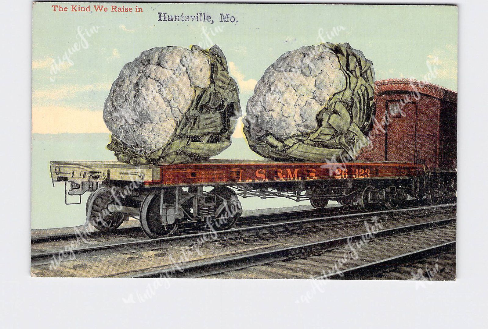 PPC Postcard MO Missouri Huntsville Exaggeration The Kind We Raise Cauliflower O