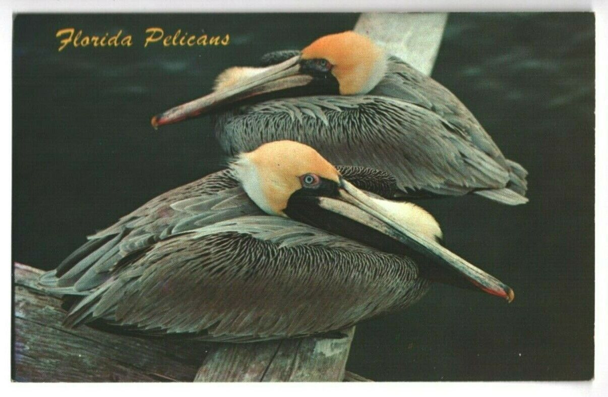 Postcard Florida Pelicans Often Called Flying Suitcases
