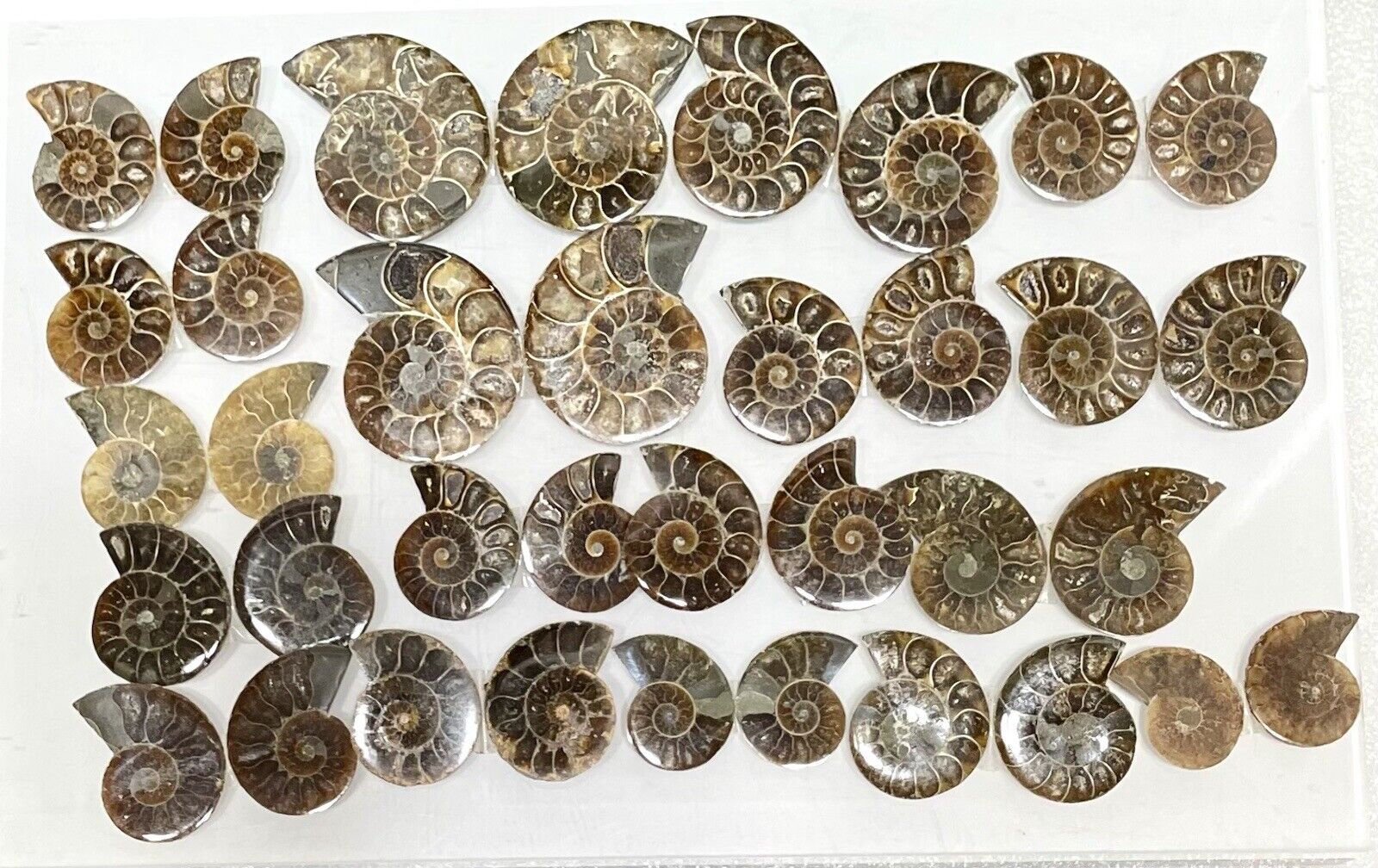 Wholesale Lot 1 Lb Natural Ammonite Fossil Crystal Healing Energy