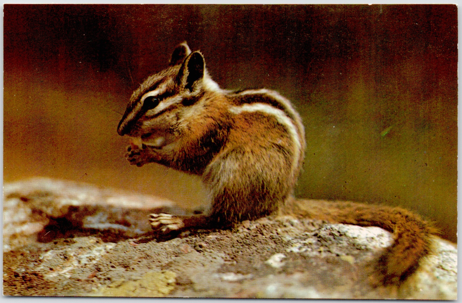 Greetings From Pocono Mountains Pennsylvania Chipmunk Squirrel Vintage Postcard