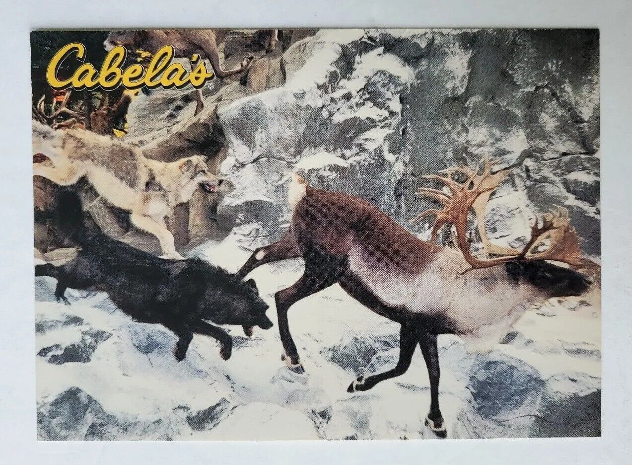 Postcard Cabela's Dundee Michigan USA Caribou Display 