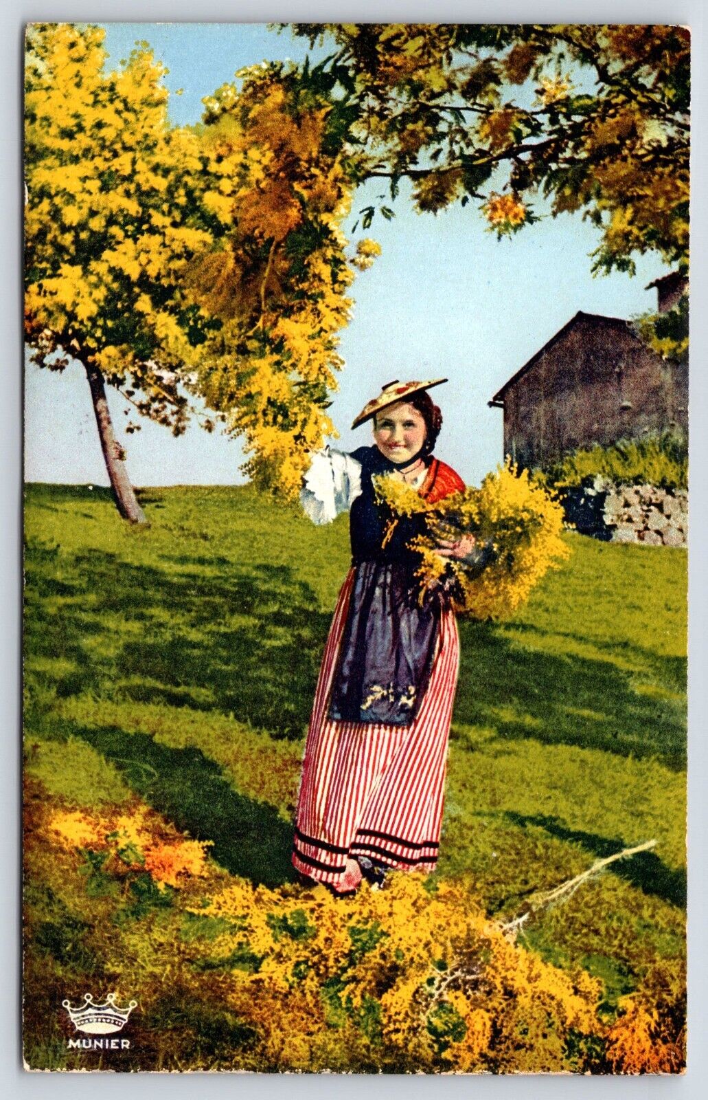 France French Riviera Cueillette du Mimosa Vintage Postcard