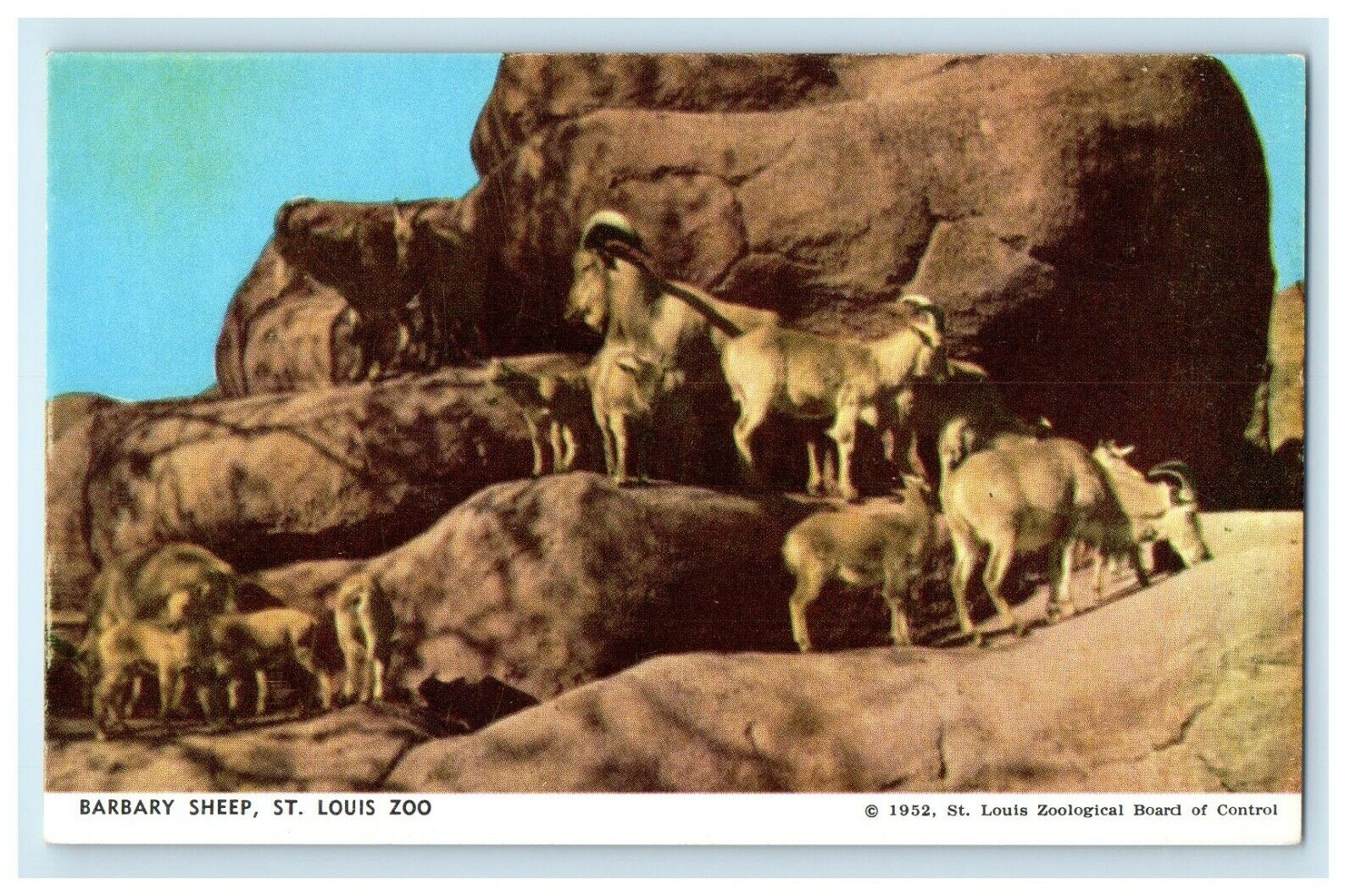 c1950\'s Barbara Sheep St. Louis Zoo Missouri MO Unposted Vintage Postcard