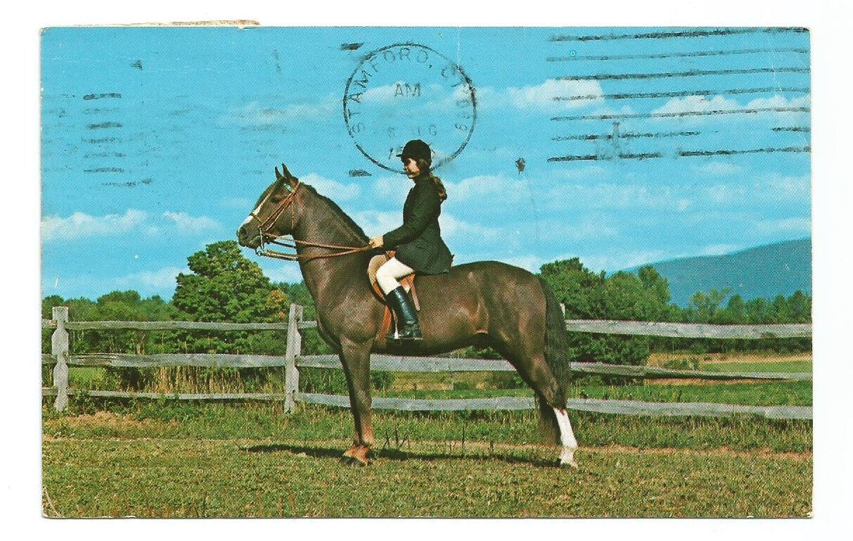Pawlet VT Postcard Vermont Morgan Horse