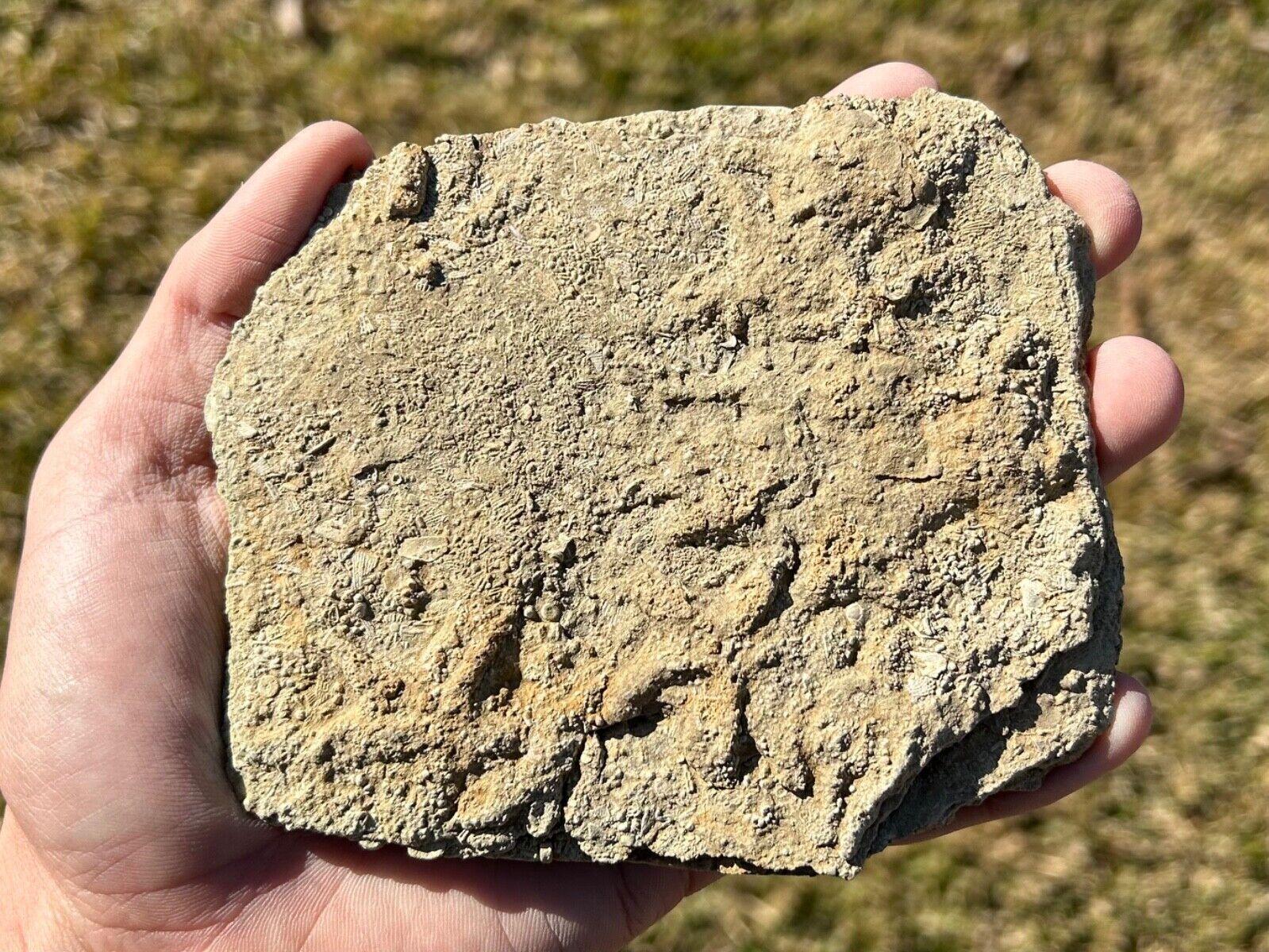 RARE Triple Fossil Starfish Cast Fossils in Matrix Alabama Bangor Limestone Fm