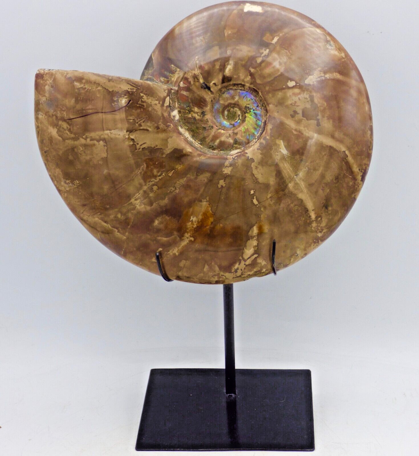 Huge Ammonite Fossil Fire Red Iridescent Cretaceous 19 cm 1.4 kg  on Steel Stand