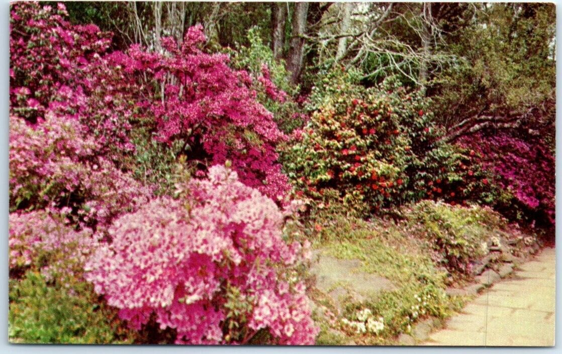 Postcard - Scene In Bellingrath Gardens - Mobile, Alabama