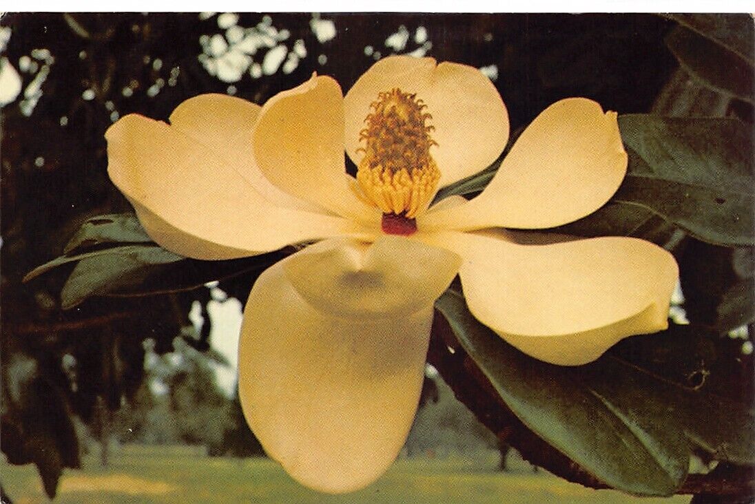 Magnolia Blossom State Flower of Louisiana Vtg Postcard CP313