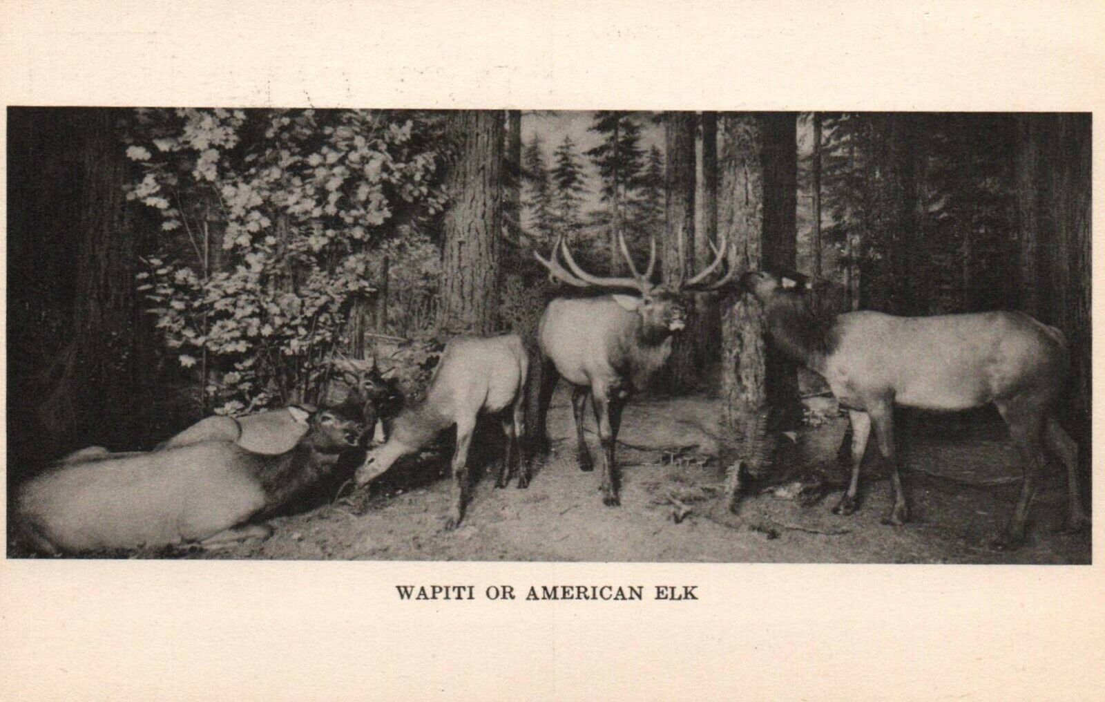 Chicago Illinois IL Field Museum Of Natural History Wapiti Elk WA Postcard