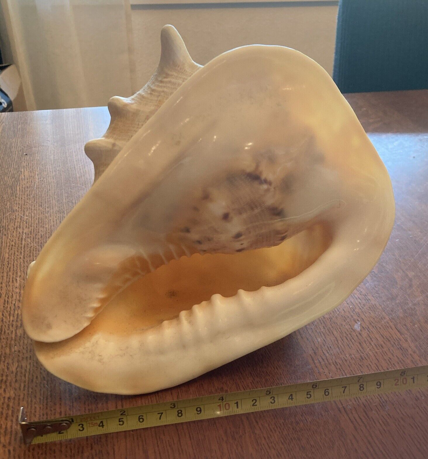 Large Gorgeous Horned Queen Helmet Conch Sea Shell 8”x7”x6”