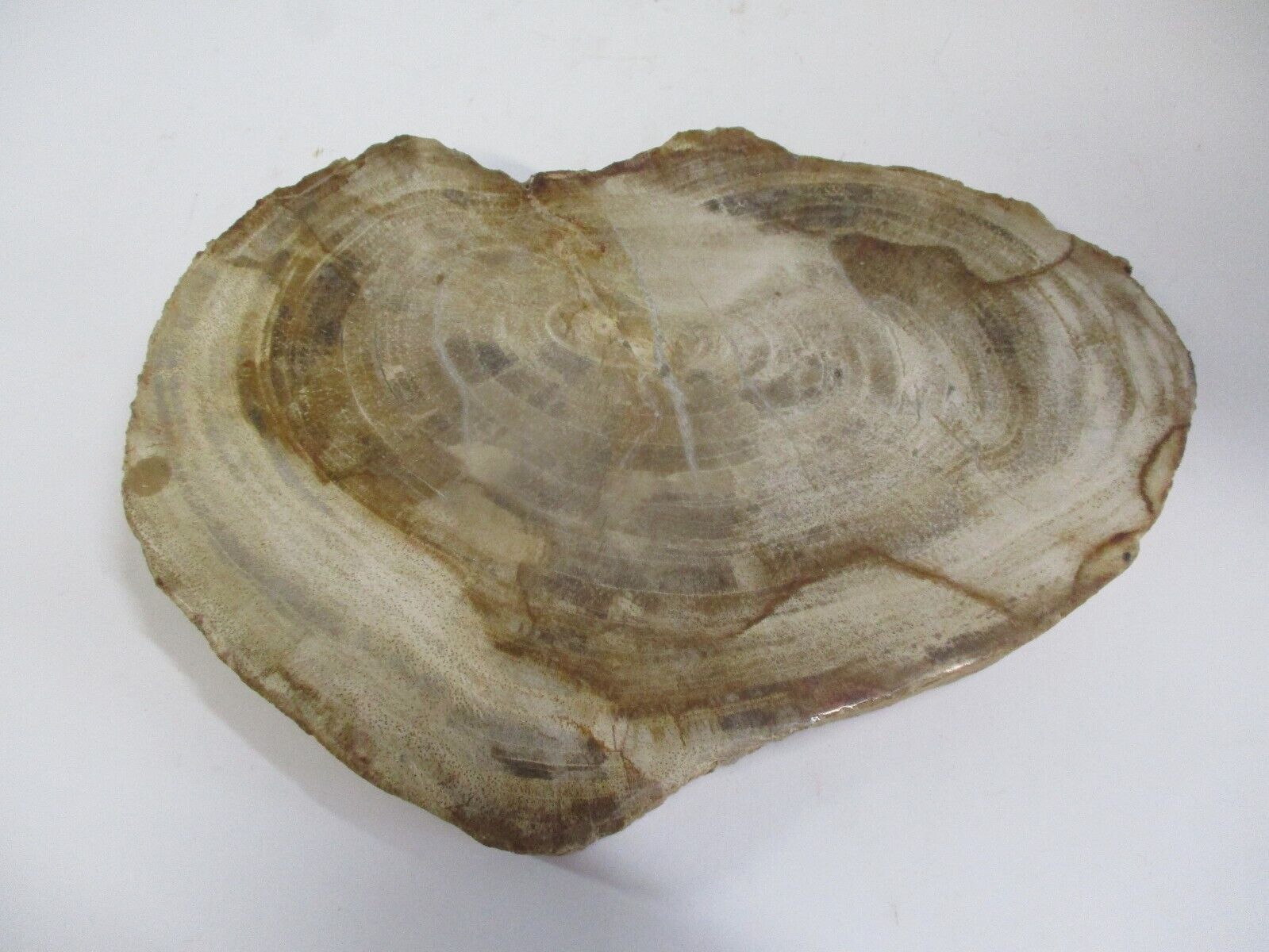 Petrified Wood Slab From Indonesia 7\