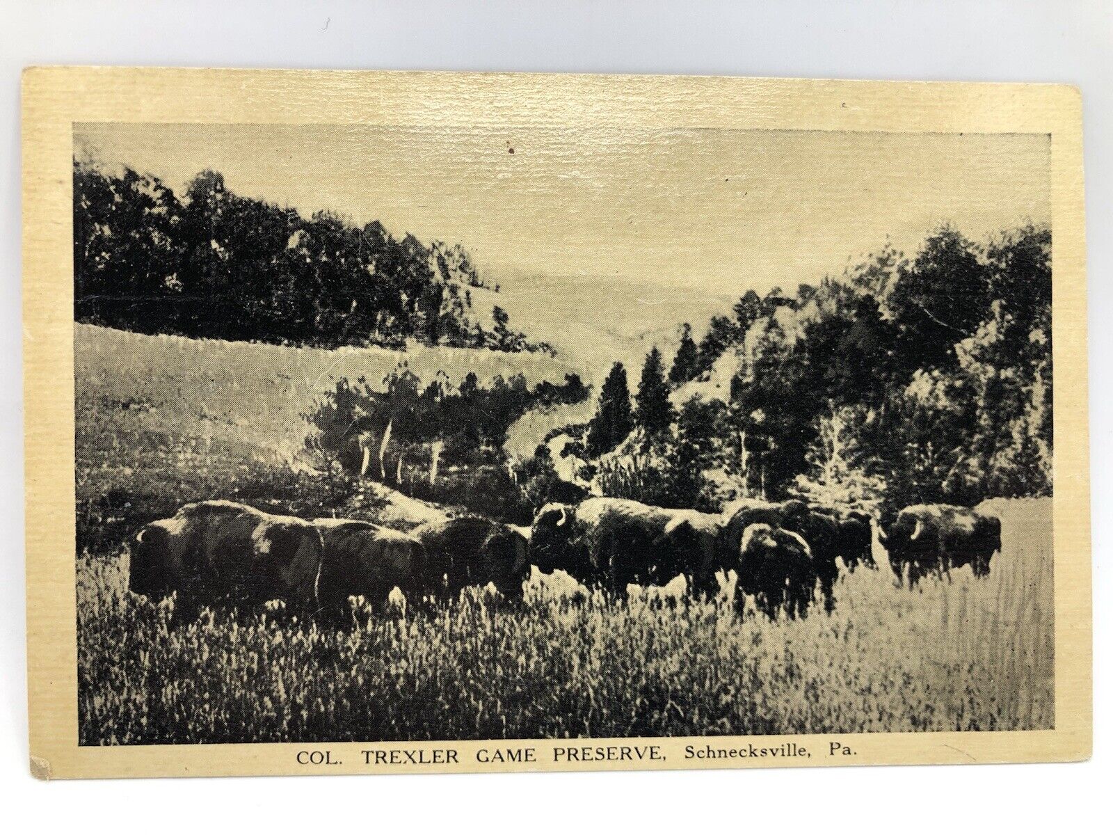 Postcard Schnecksville Pennsylvania Col. Trexler Game Preserve Buffalo Unposted