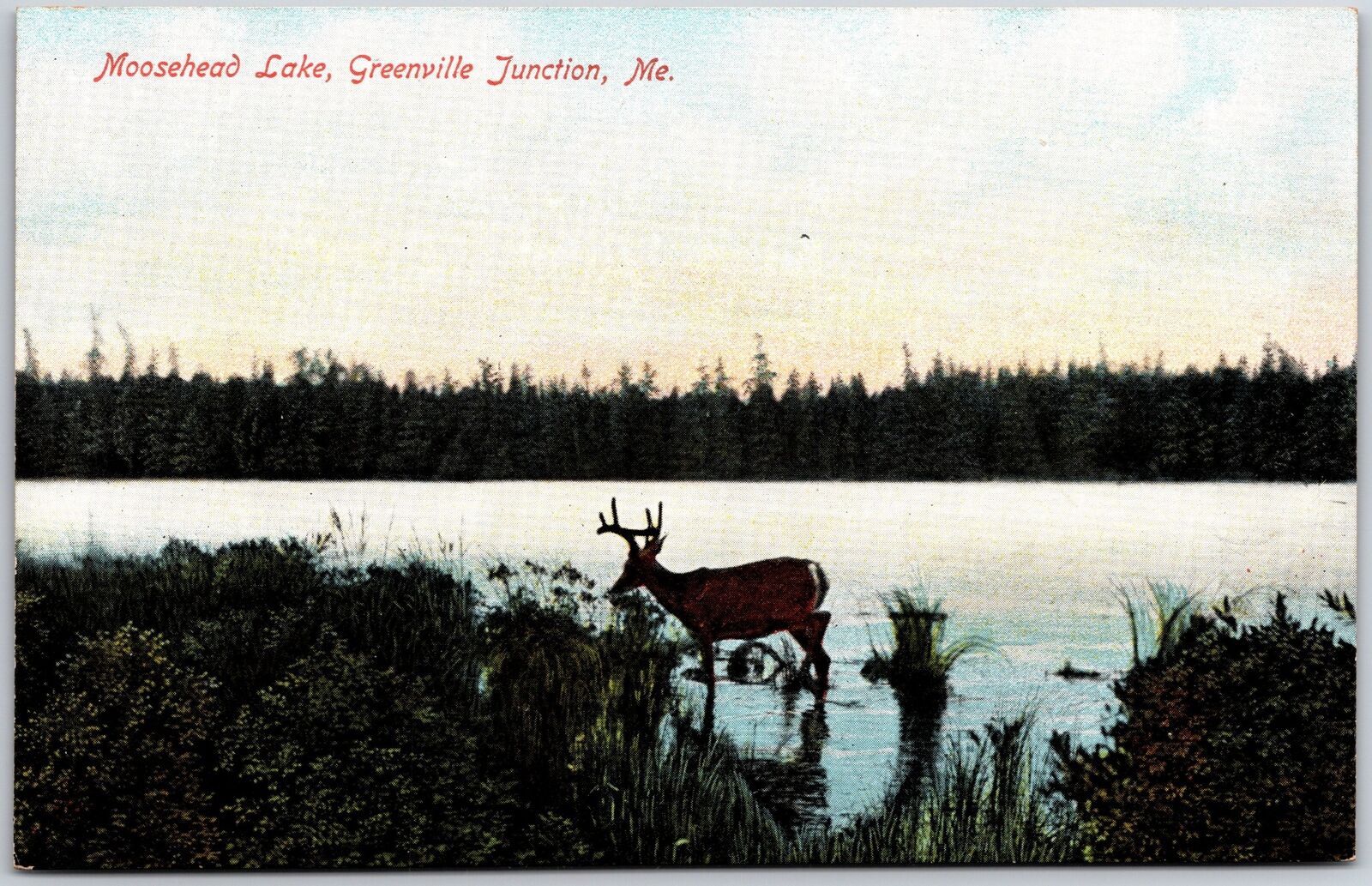 Moosehead Lake Greenville Junction Maine ME Deer Forest Trees Postcard