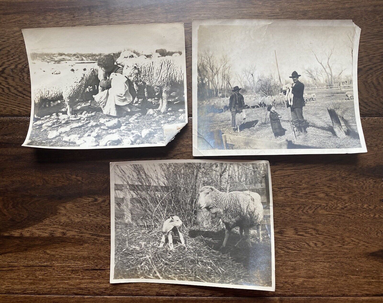 Farm Life Sheep Farm & Herders Lot of 3 Original Antique Vintage Photos