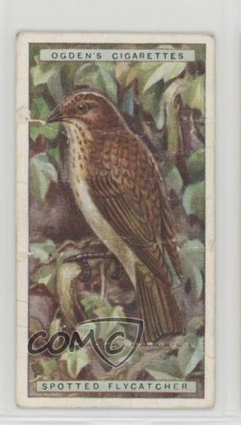 1923 Ogden\'s British Birds Stand-Ups Tobacco Spotted Flycatcher #10 7ut