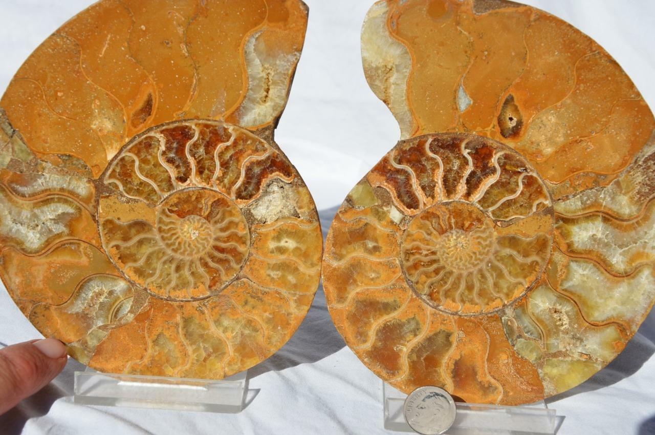 1447 Cut Split PAIR Ammonite Deep Crystal Cavity 110myo Fossil 145mm XL 5.6\