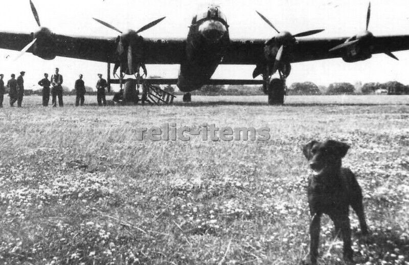 WW2 PICTURE PHOTO UK RAF LANCASTER 617 SQUADRON GUY GIBSONS DOG 6830