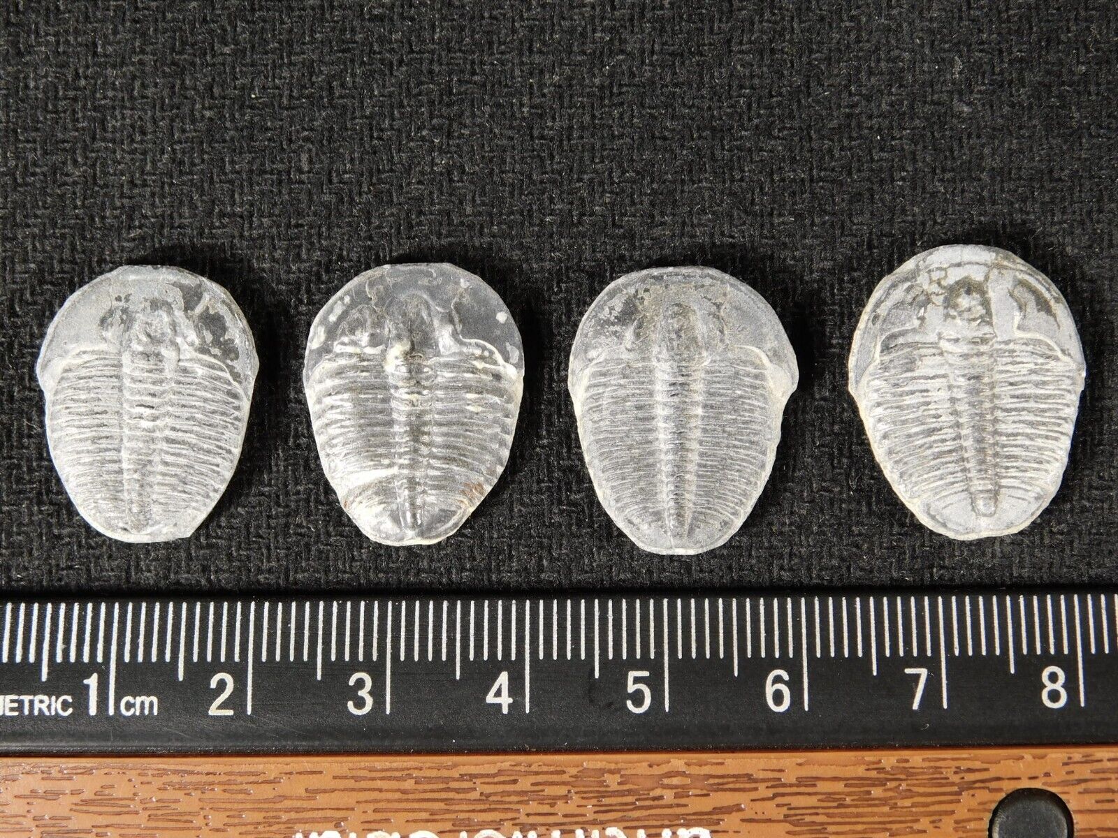 Lot of FOUR 499 Million Year OLD TRILOBITE Fossils From Utah 4.72