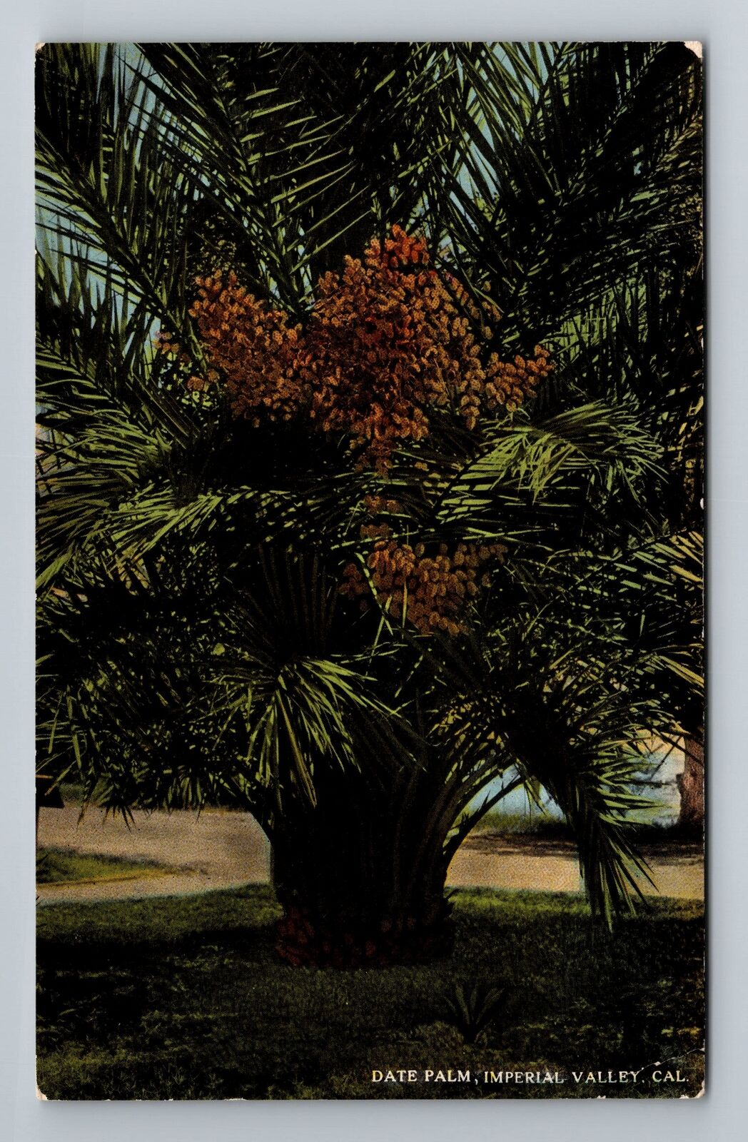 Imperial Valley CA-California, Date Palm, Scenic, Vintage Postcard