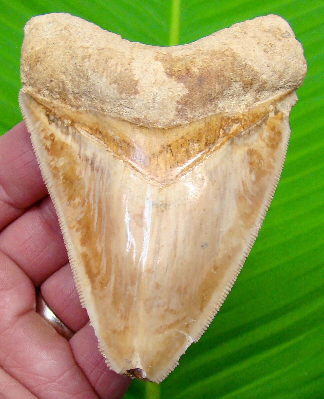 MEGALODON SHARK TOOTH - 4 & 1/16 in.  COLORFUL  - SHARKS TEETH 
