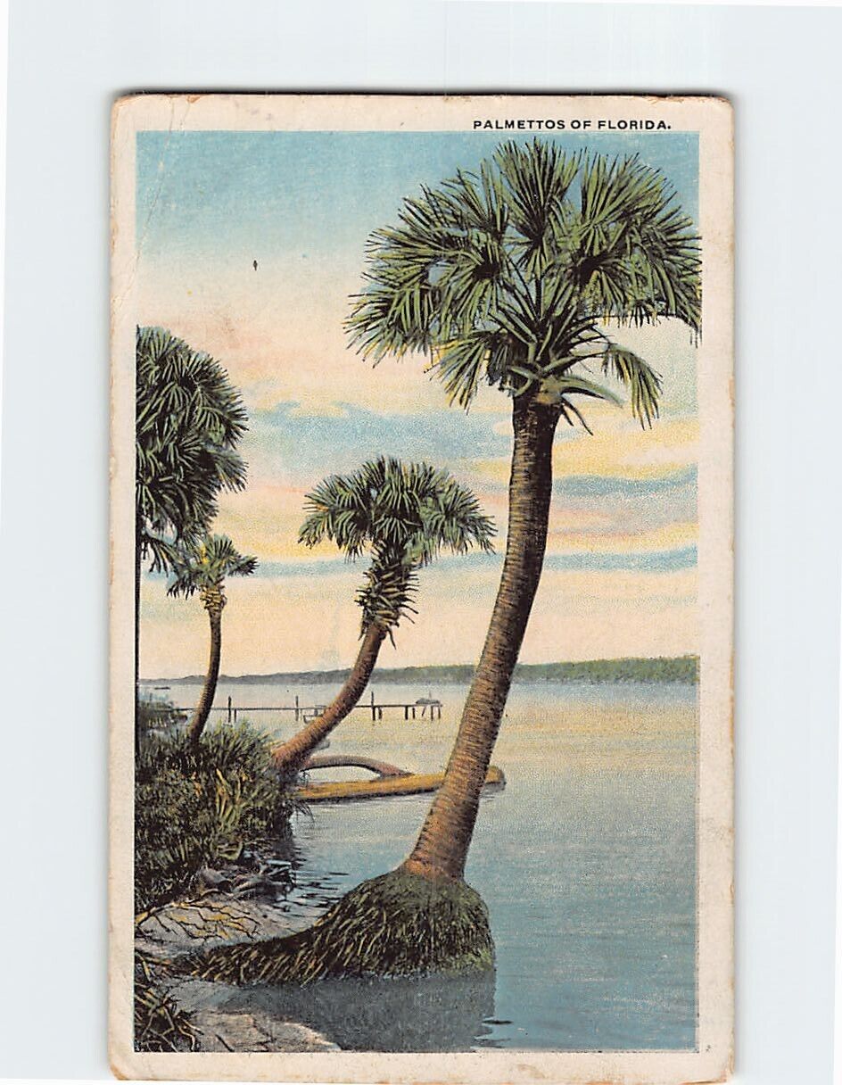 Postcard Palmettos of Florida USA North America