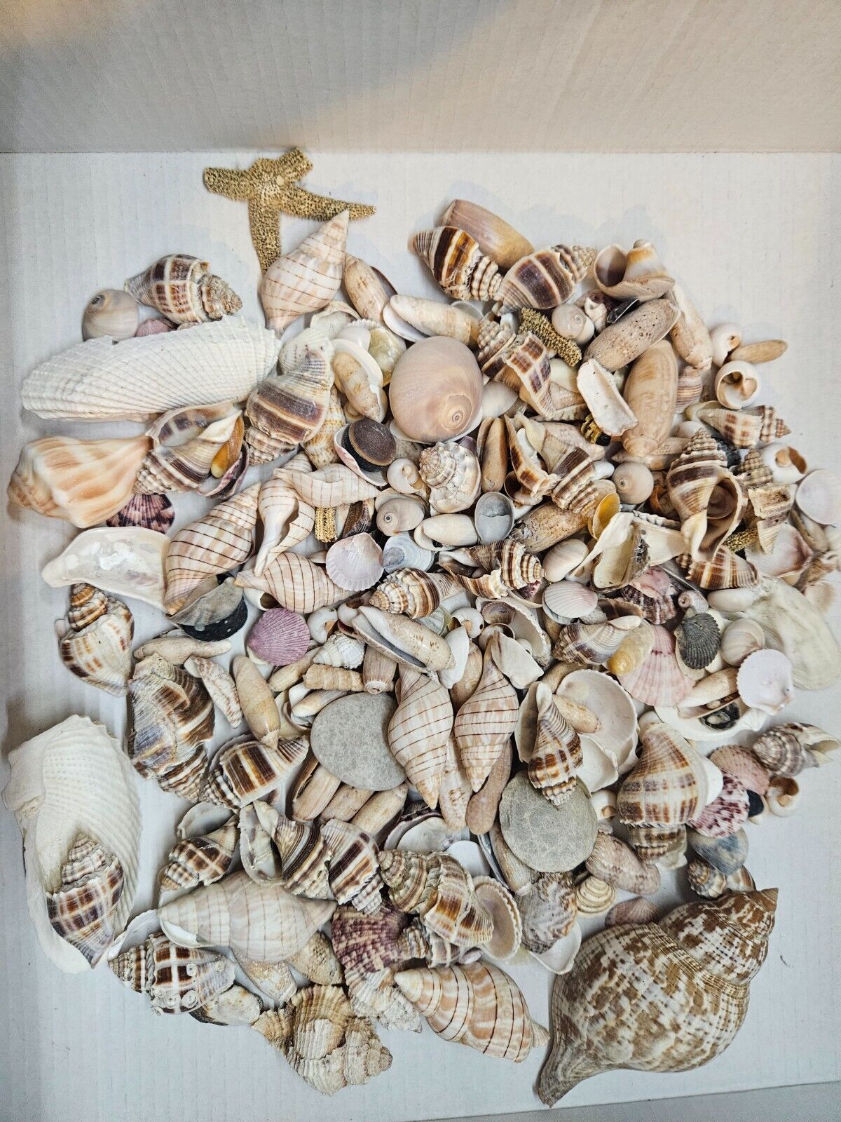 Huge LOT of Natural Sea Shells Seashells--Various Kinds