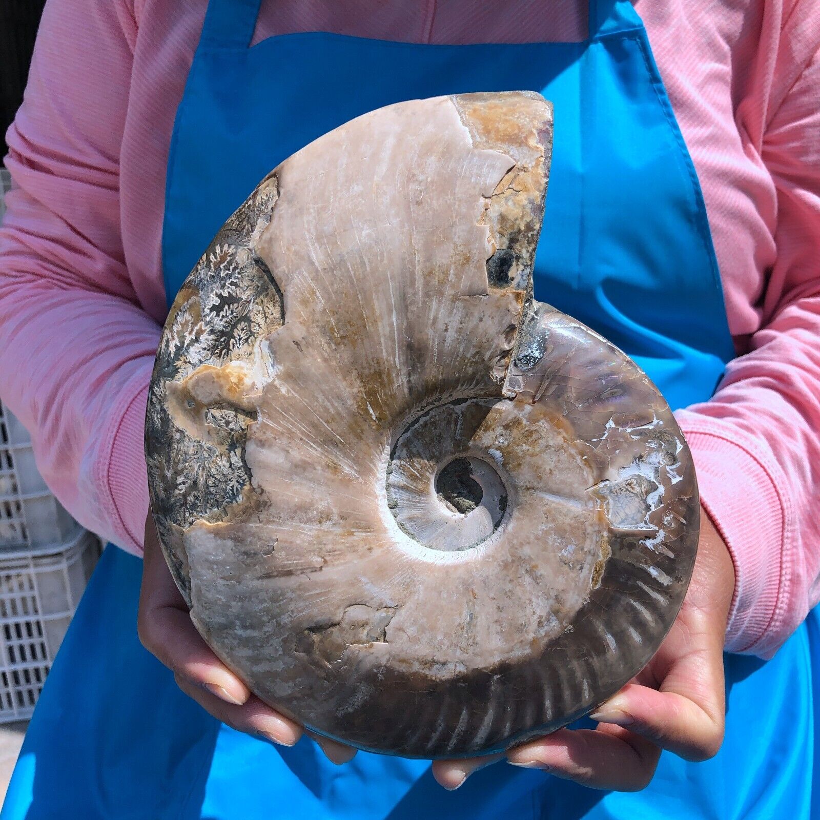 3.98LB Natural conch Fossil slice Sea Conch Crystal Mineral Specimen 1452