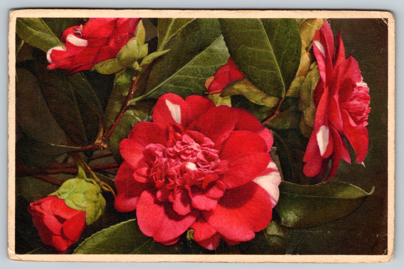 c1950s Pink Flowers Boquet Camellia Japonica Antique Postcard
