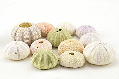 Sea Urchin | 12 Imperfect Assortment of Sea Urchins | Craft & Decor