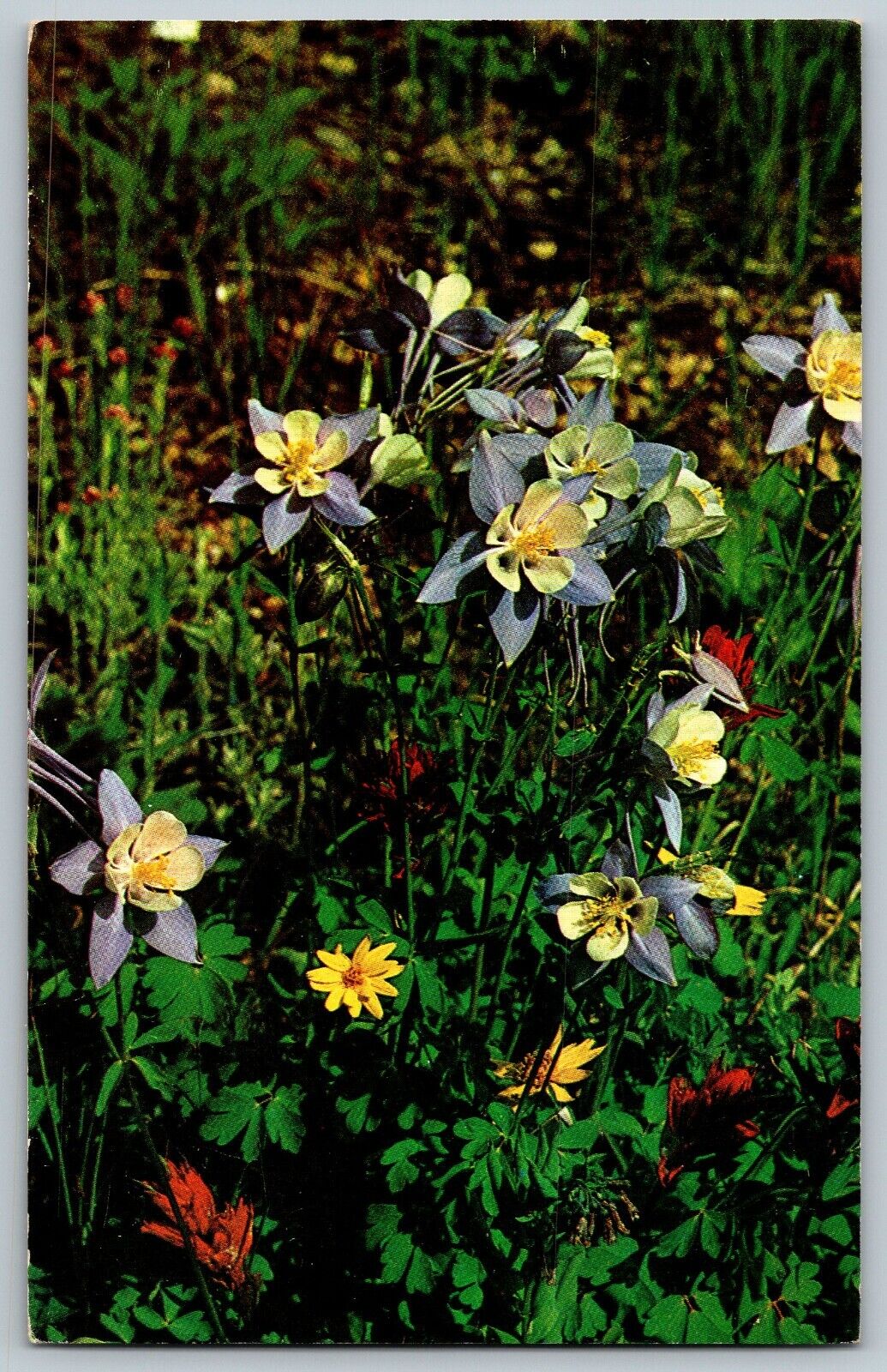 The Mountain Columbine Colorado\'s Beautiful State Flower - Vintage Postcard 1962