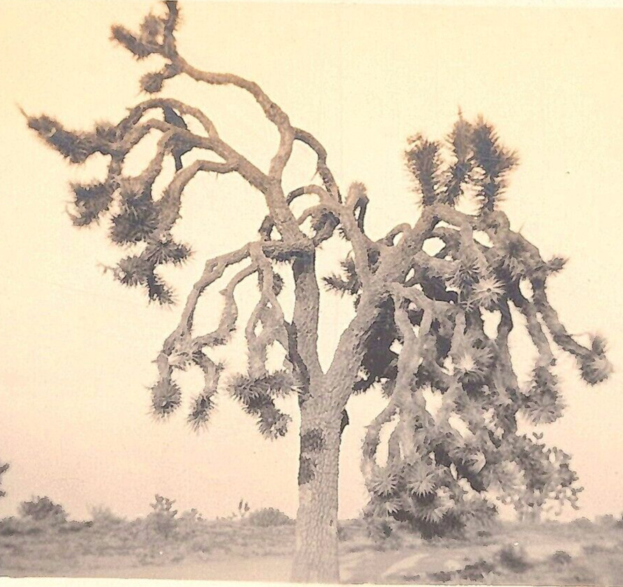 6E Photograph Desert Joshua Tree Artistic 1920-30's 