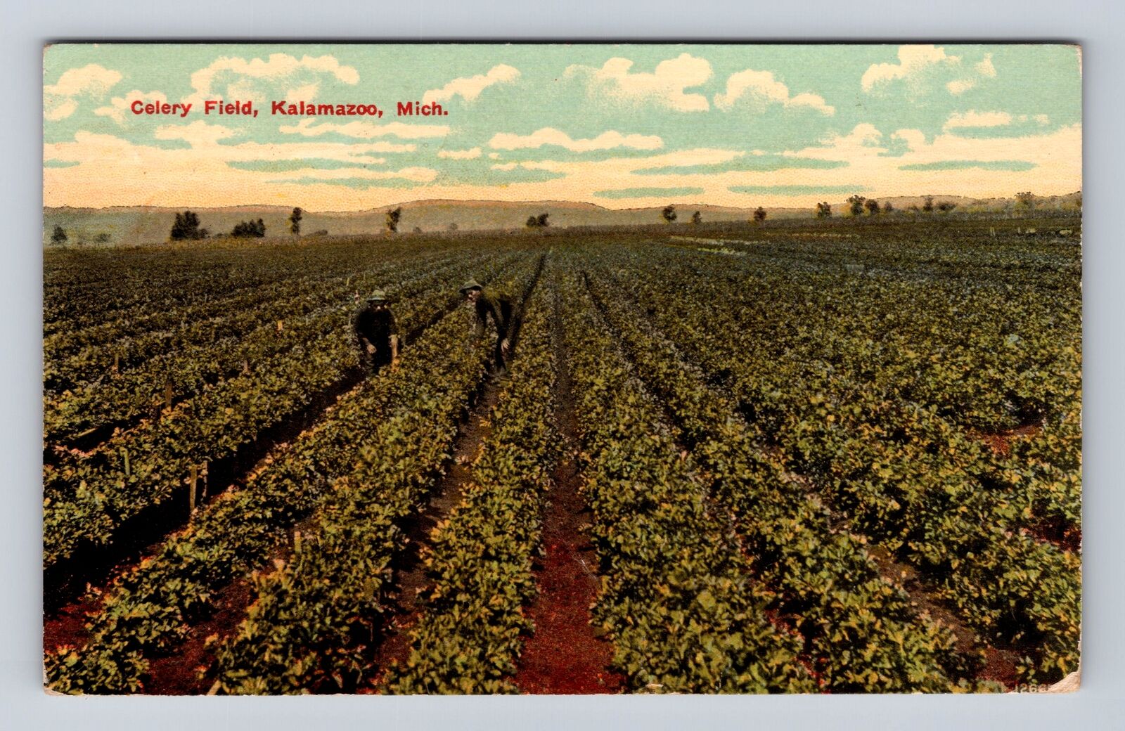 Kalamazoo MI-Michigan, Celery Field, Antique Vintage Souvenir Postcard