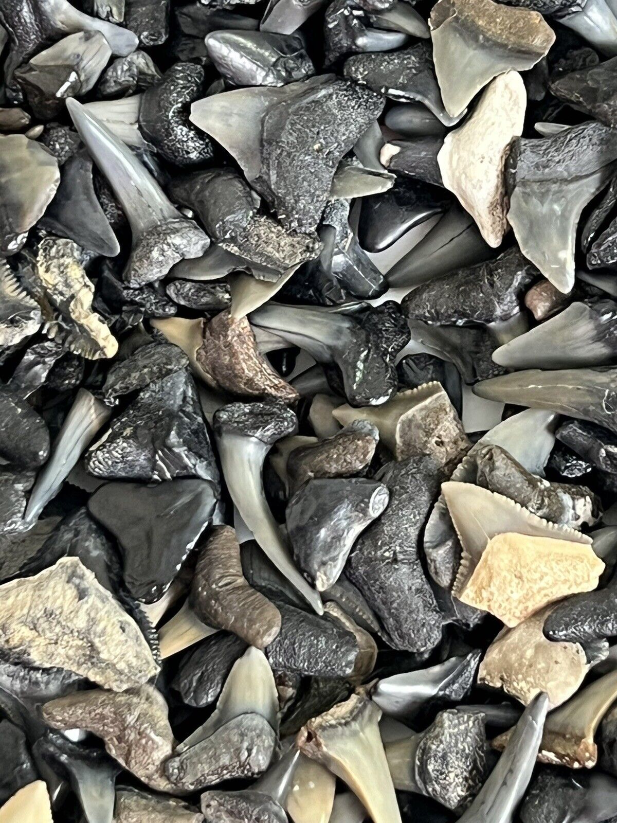 Lot Of 25 Fossilized ( PARTIAL ) Shark Teeth From Venice Florida 1/4 - 3/4 Inch 