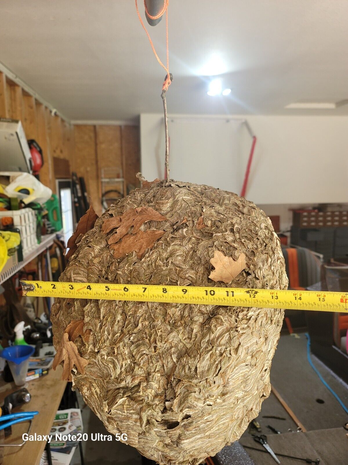 huge bald face hornets nest