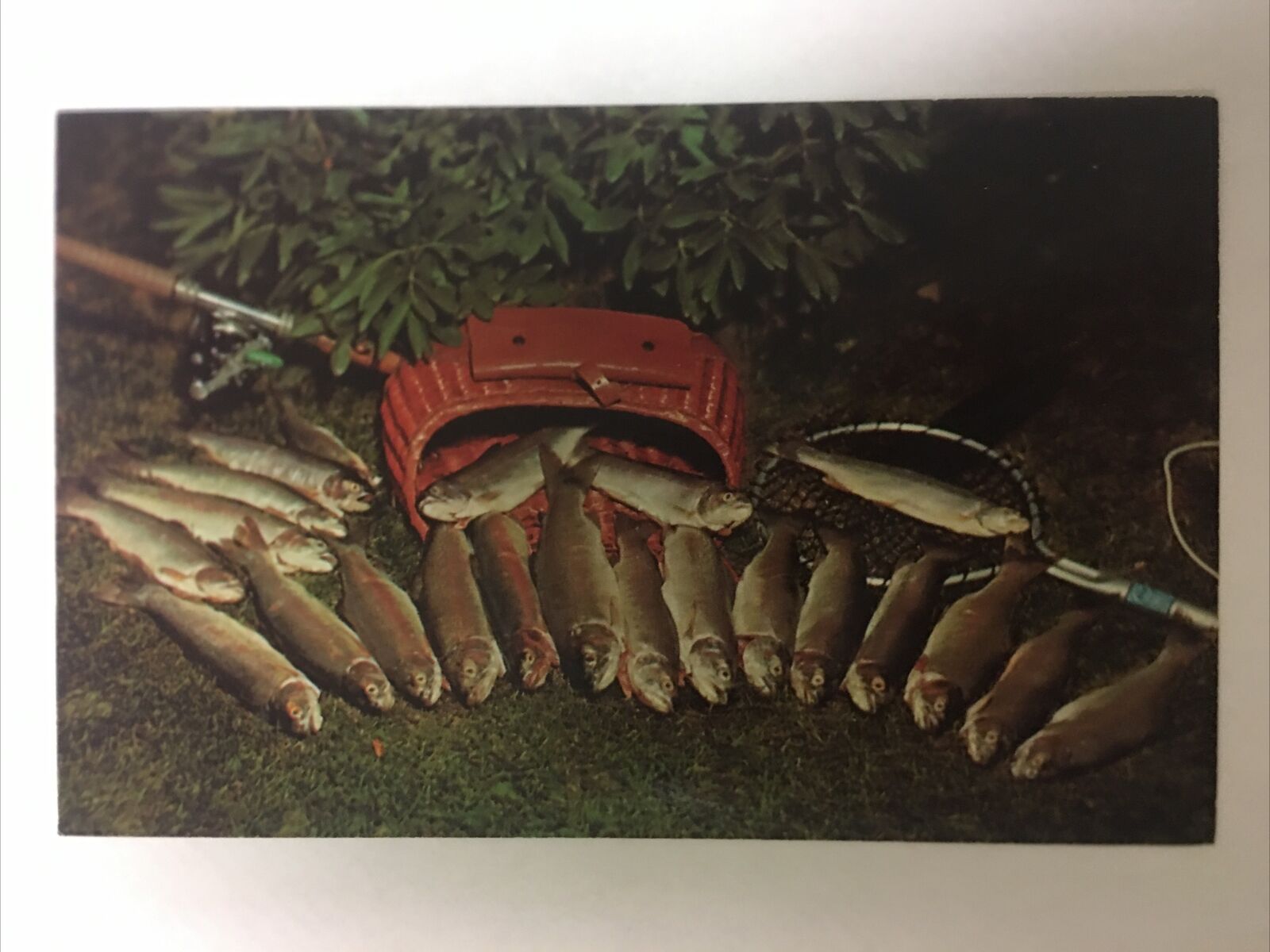 A Fisherman’s Dream Vintage Postcard