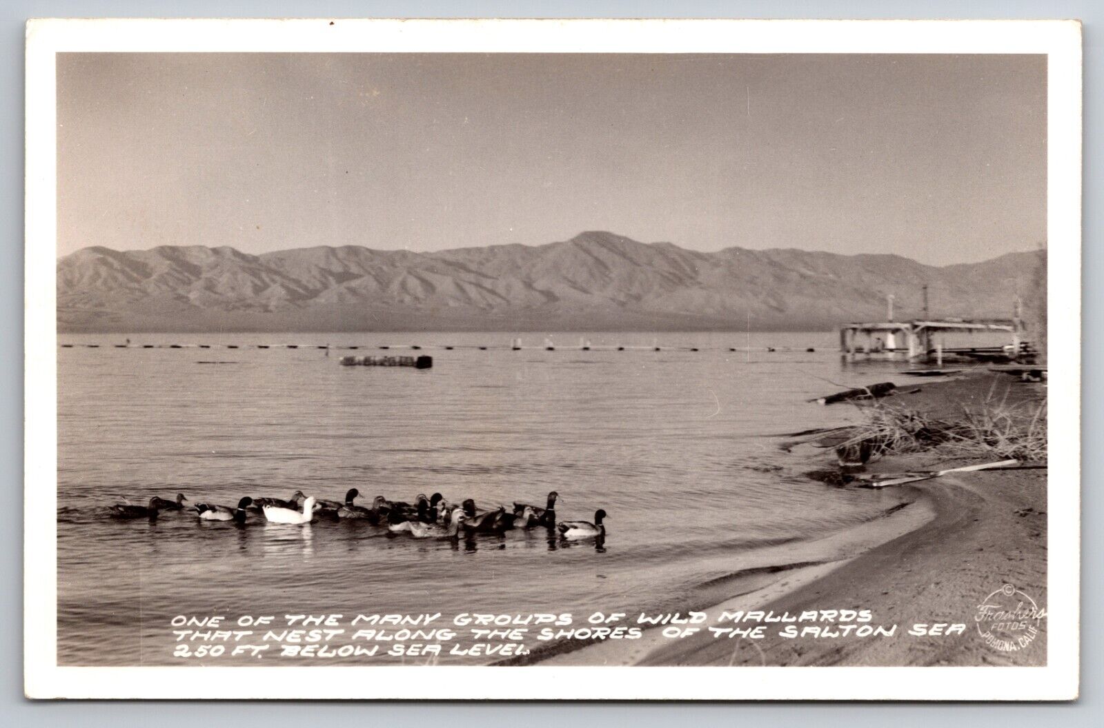 Wild Mallards Salton Sea California CA Frashers c1940 Real Photo RPPC