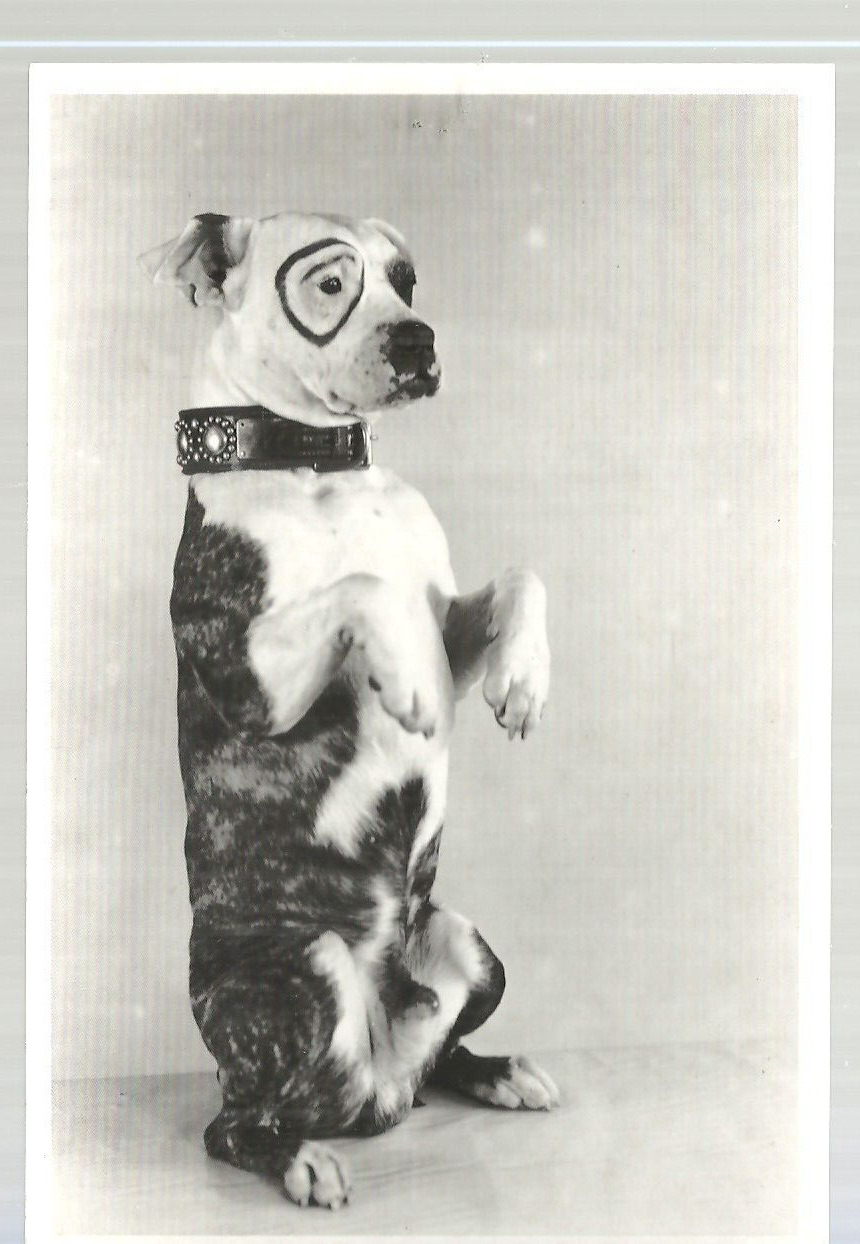 Movie Chaeacter Postcard RPPC Our Gang\'s Pete The Pup EX