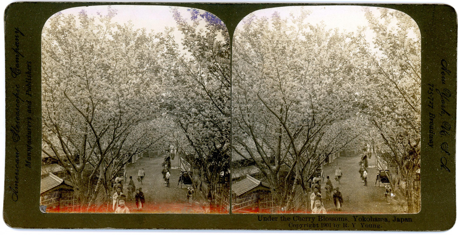 Stereo, Japan, Yokohama, Under the Cherry Blossoms Vintage Stereo Card - Ti