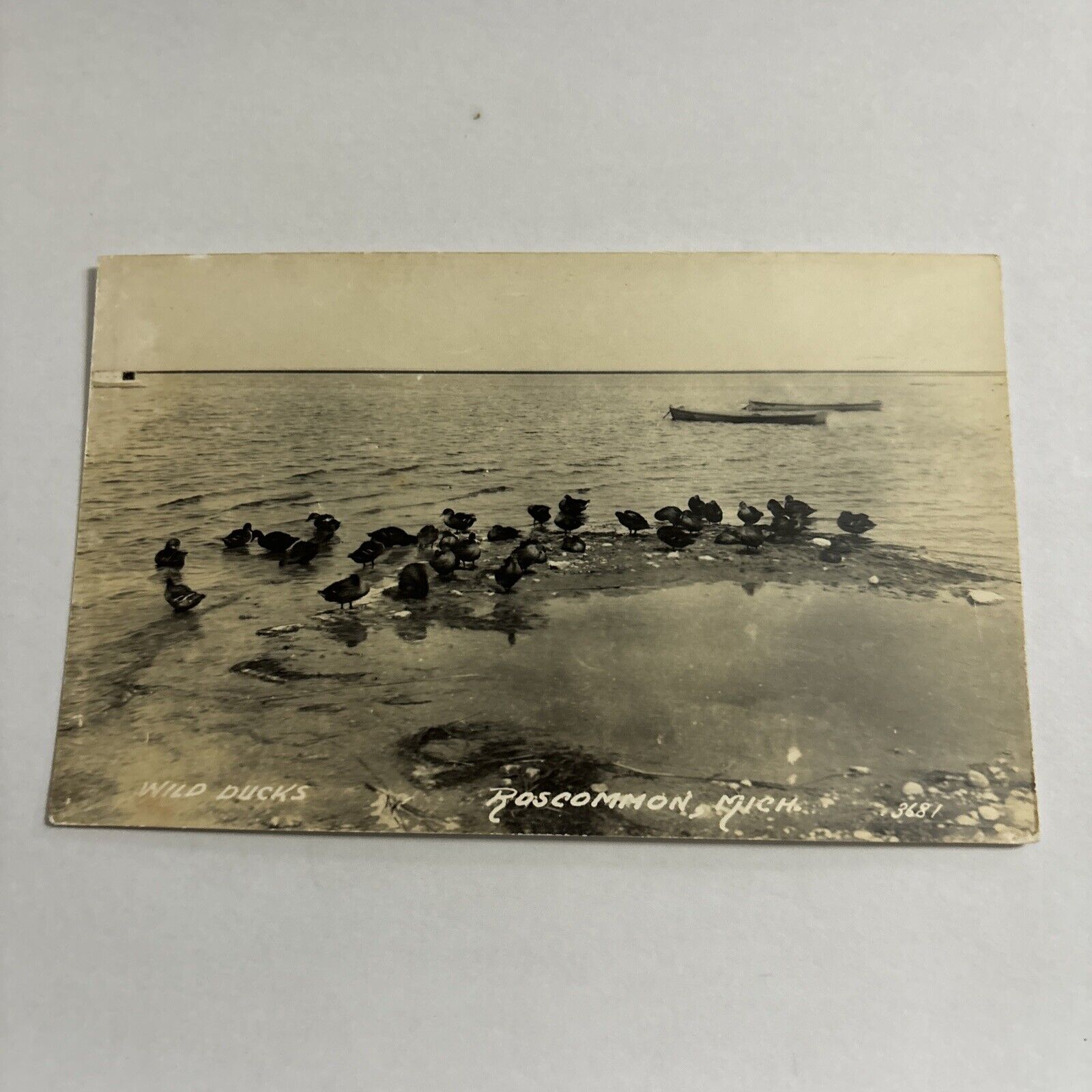RPPC Postcard Roscommon MI Michigan Wild Ducks Lake Animals Birds Boats 3681